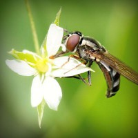 /album/animalettidomestici/photolia-a02-jpg/