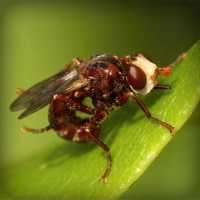 /album/animalettidomestici/photolia-a06-jpg/