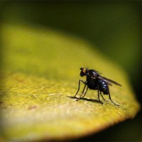 /album/animalettidomestici/photolia-a07-jpg/