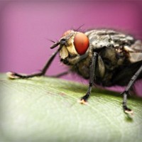 /album/animalettidomestici/photolia-a08-jpg/